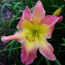 Heavenly Lasting Love Daylily